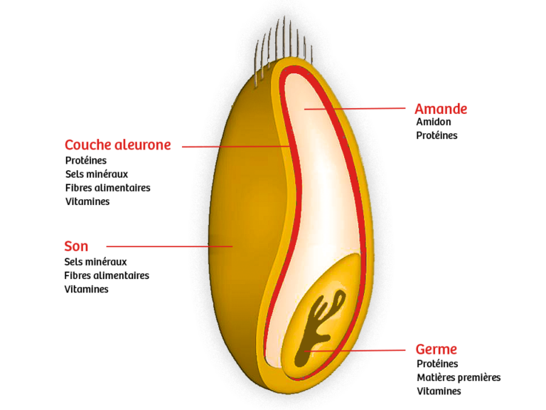 quels-sont-les-diff-rents-types-de-farines-pour-le-pain-pains-jacquet