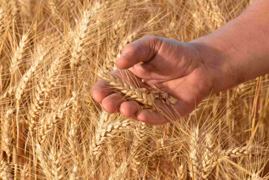 Quels sont les différents types de farines pour le pain ?