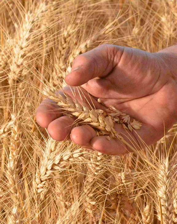 Quels sont les différents types de farines pour le pain ?