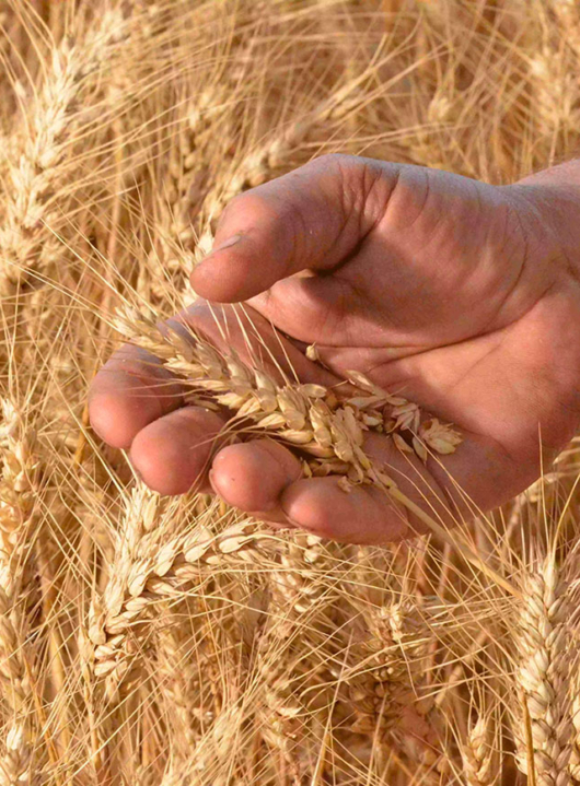 Quels sont les diff&eacute;rents types de farines pour le pain ?