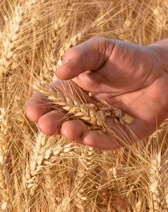 Quels sont les diff&eacute;rents types de farines pour le pain ?